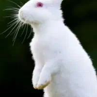 خرگوش چشم شرابی