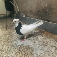 سه عدد کبوتر رنگی طوقی و دمسفید معاوضه