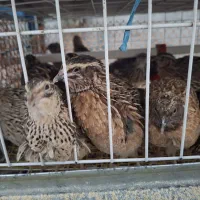 بلدرچین و تخم نطفه دار