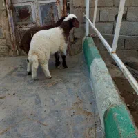 بره  گوسفندی نر و ماده