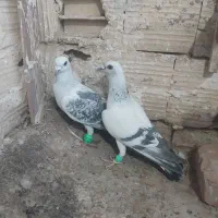 دوعددنرشامی