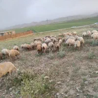 گوسفند بردار