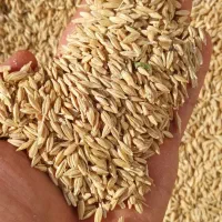 فروش جو دیم