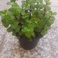 فروش تعداد زیادی کراسولا خرفه