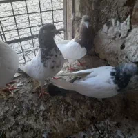 نر ماده تهرانی
