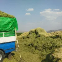 یونجه درجه یک چین سوم