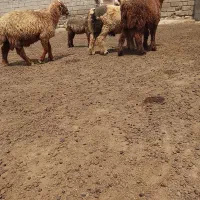 بره نر