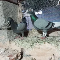 یک جفت کبوتر