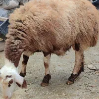 میش بره قوچ گوسفند بز