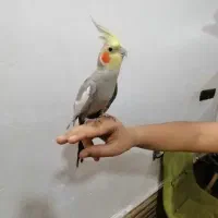 یک جفت عروس هلندی