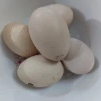 تخم مرغ برهما نطفه دار