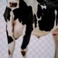 نیروی کار در گاوداری