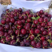 گیلاس تازه مستقیم از باغ. ارسال رایگان