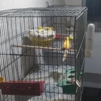 جفت قناری|پرنده|ملایر, |دیوار