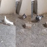 کفتر فروشی