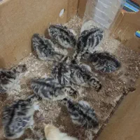 جوجه بوقلمون و مرغ