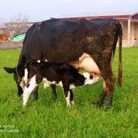 گاو شیری با گوساله ی نر