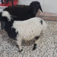 بره ماده۲
