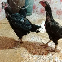 دوعددمرغ نسل خوب
