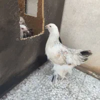 جوجه برهما