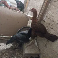 جوجه لاری