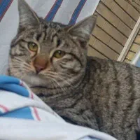 ماده ۱۱ ماهه