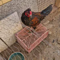 یک عدد خروس ۵ ماه تازه بونگ آمده