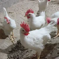 خروس دوماهه پرورشی