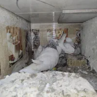 نر ماده کله الماسی ۴۰ سانتی کاکلی