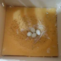 تخم فنچ انگلیسی