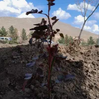 تاک انگور گلدانی.شرابی.ترکمن4.موندراپ.رز گلدانی