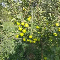 فروش-باغ