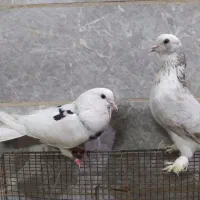 یک جوفت کبوتر