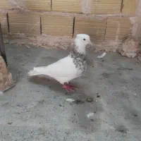 نر طوقی زرین آجری مهر