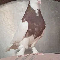 کبوتر طوقی
