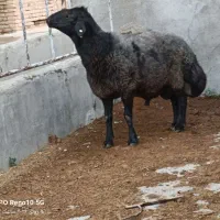 قوچ و بره قوچ هترو