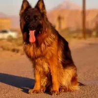 ژرمن شولاین