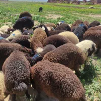بره غزل افشار کوه هزار مسجدرسید برای جمع واکسن زده