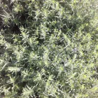 بادرشم