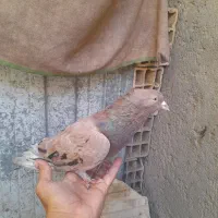 سور