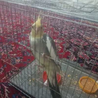 عروس هلندی