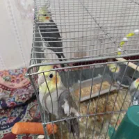 طوطی عروس