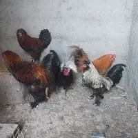 فروش خروس زینتی برهما و سلطان معاوضه با مرغ