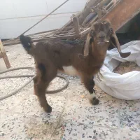 بزغاله