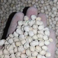 پنج تن نخود سایز درشت بهاره