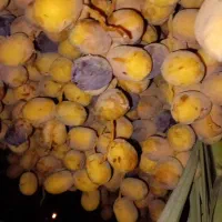 رطب|خوردنی و آشامیدنی|دزفول, |دیوار