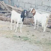 ۳عدد گیسه پاکستانی دوقلو بازدید ریگان الکی مزاحم
