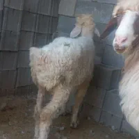 بره ماده