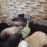 تعدادی بچه بره اراکی