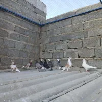 کبوتر پرشی جوجه